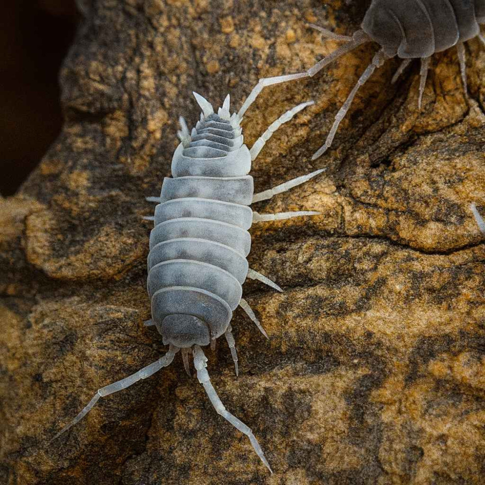 Porcellionides pruinosus Oreo