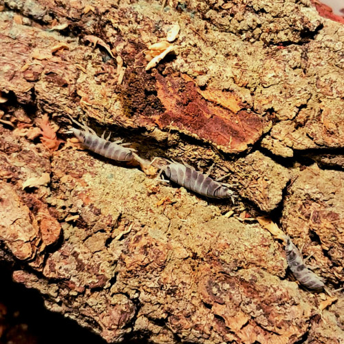 Porcellionides pruinosus Oreo