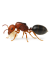 Crematogaster scutellaris