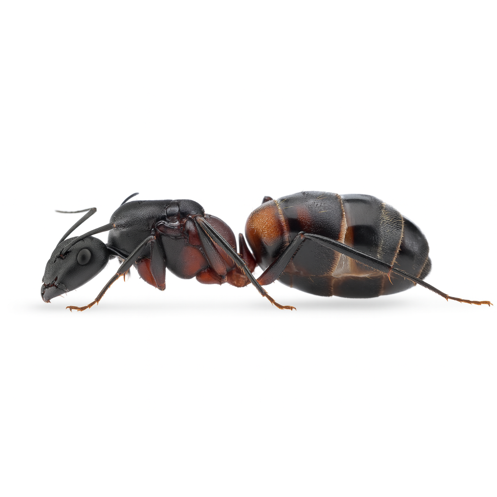 Camponotus cruentatus