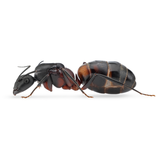 Camponotus cruentatus
