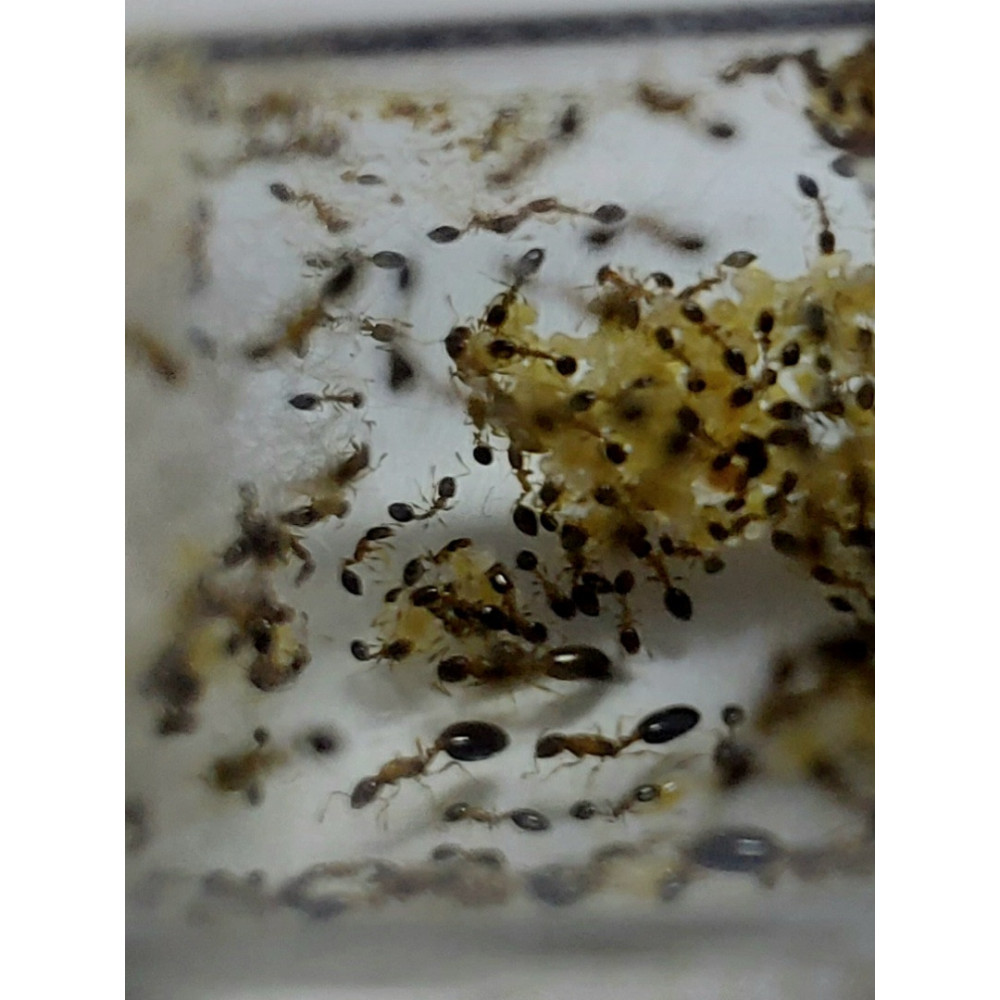 Monomorium floricola