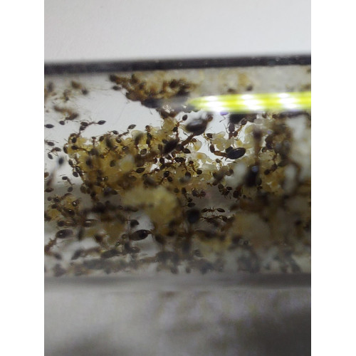 Monomorium floricola