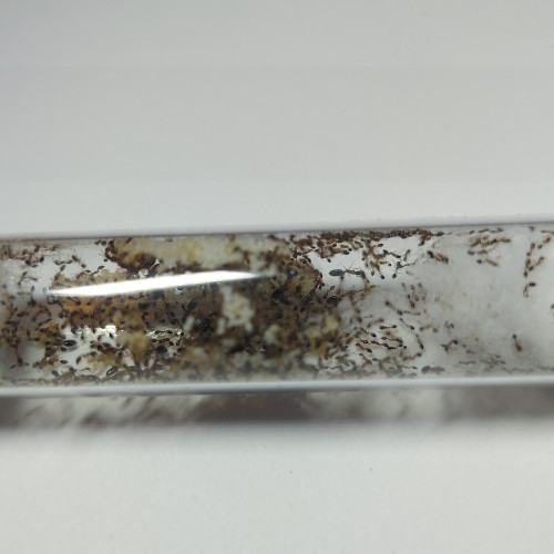 Monomorium floricola