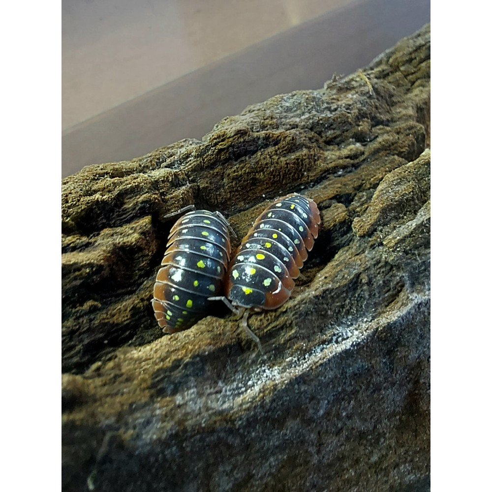 Armadillidium "klugii"