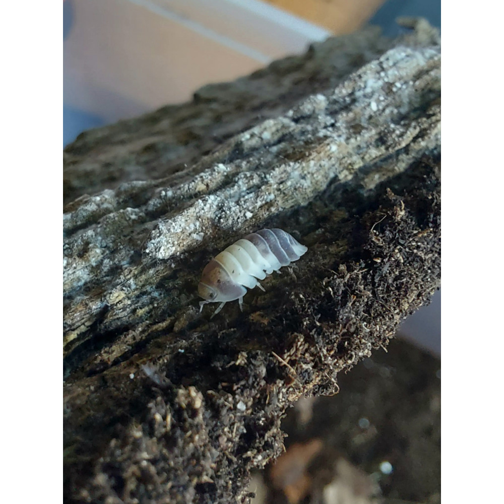 Cubaris sp. KING Panda