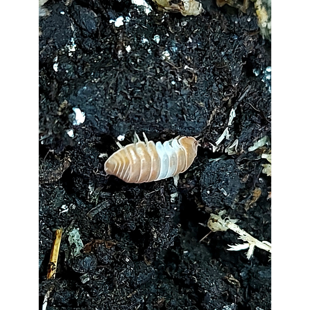 Cubaris sp. “Red Panda”