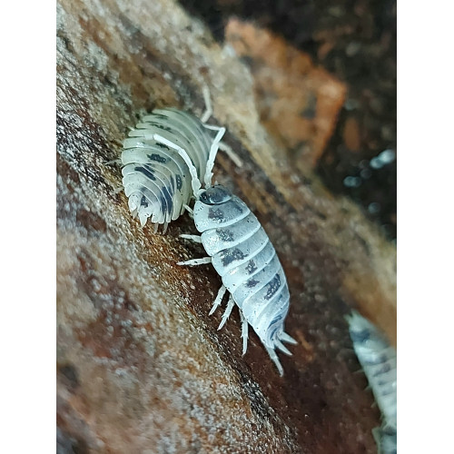 Porcellio laevis "dairy cow"