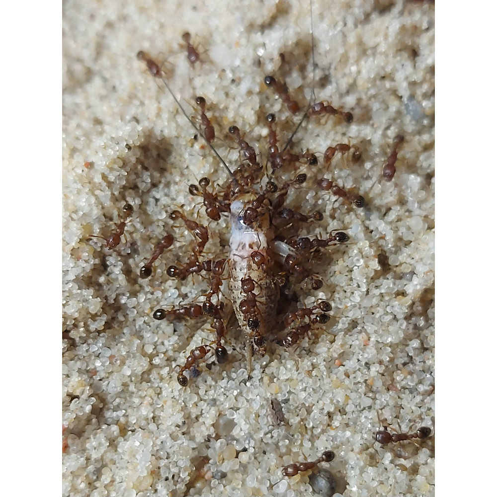 Tetramorium Bicarinatum