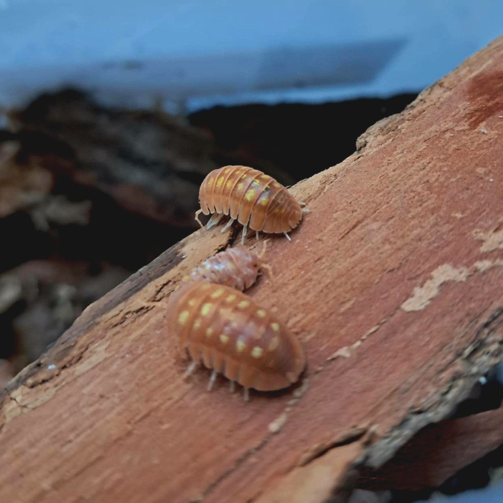Armadillidium granulatum "Orange"