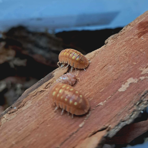 Armadillidium granulatum "Orange"
