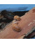 Armadillidium granulatum "Orange"