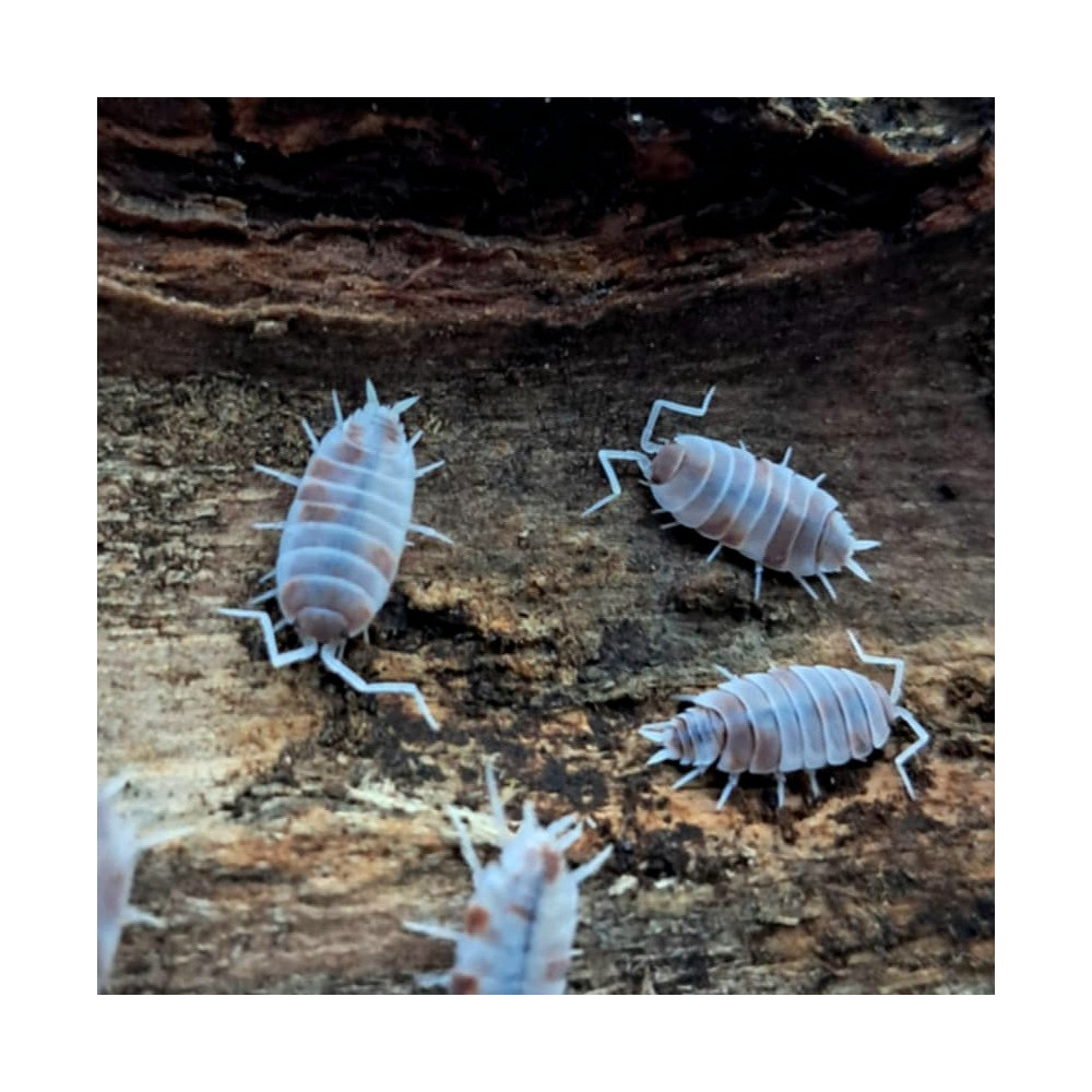 Porcellionides pruinosus Red Koi