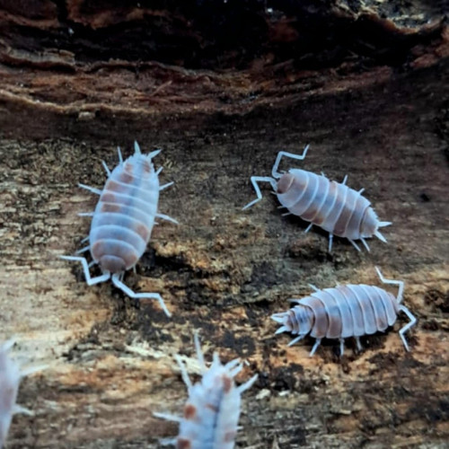Porcellionides pruinosus Red Koi