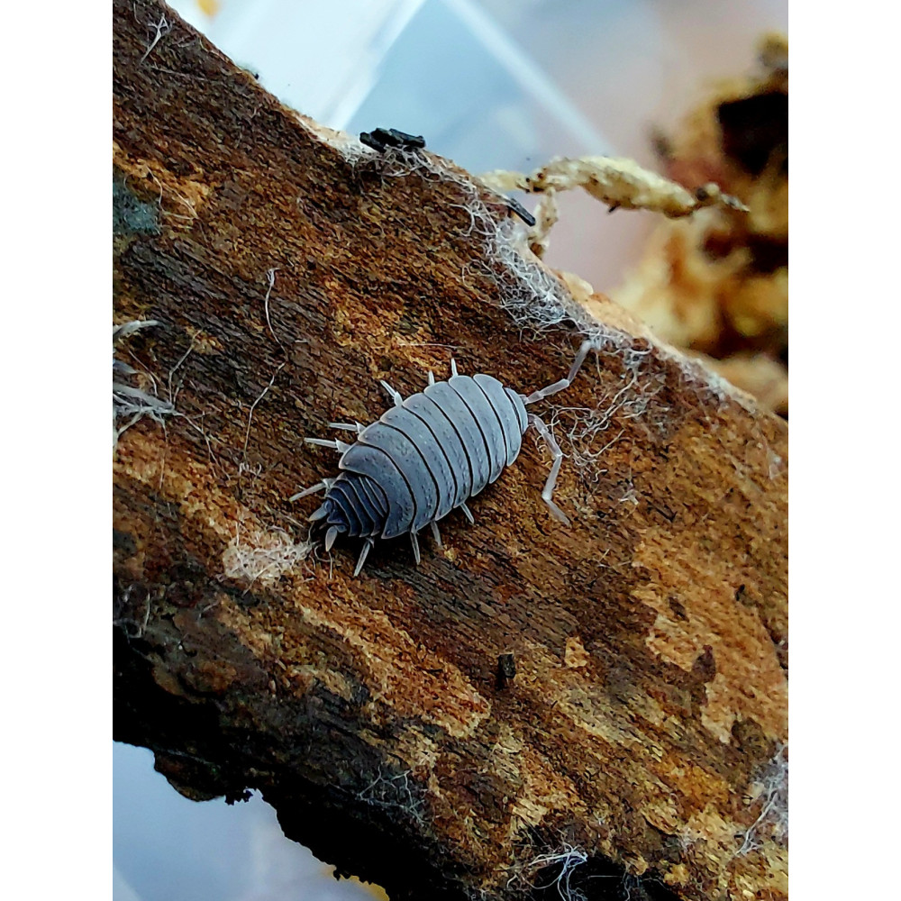 Porcellionides pruinosus Powder Blue