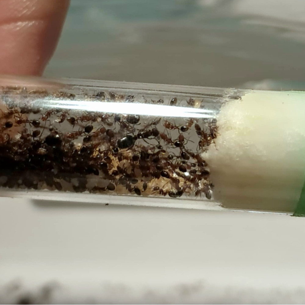 Monomorium subopacum