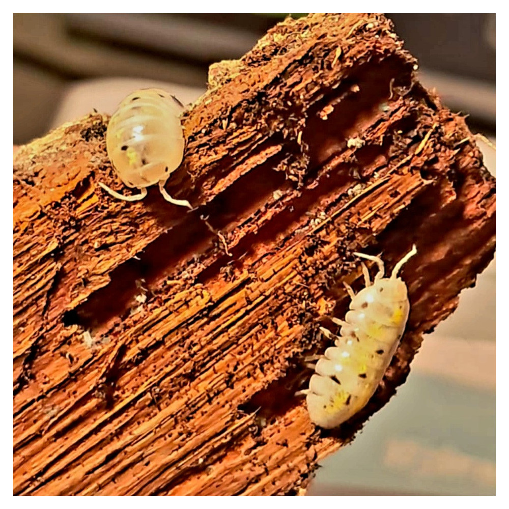 Armadillidium vulgare Magic Potion
