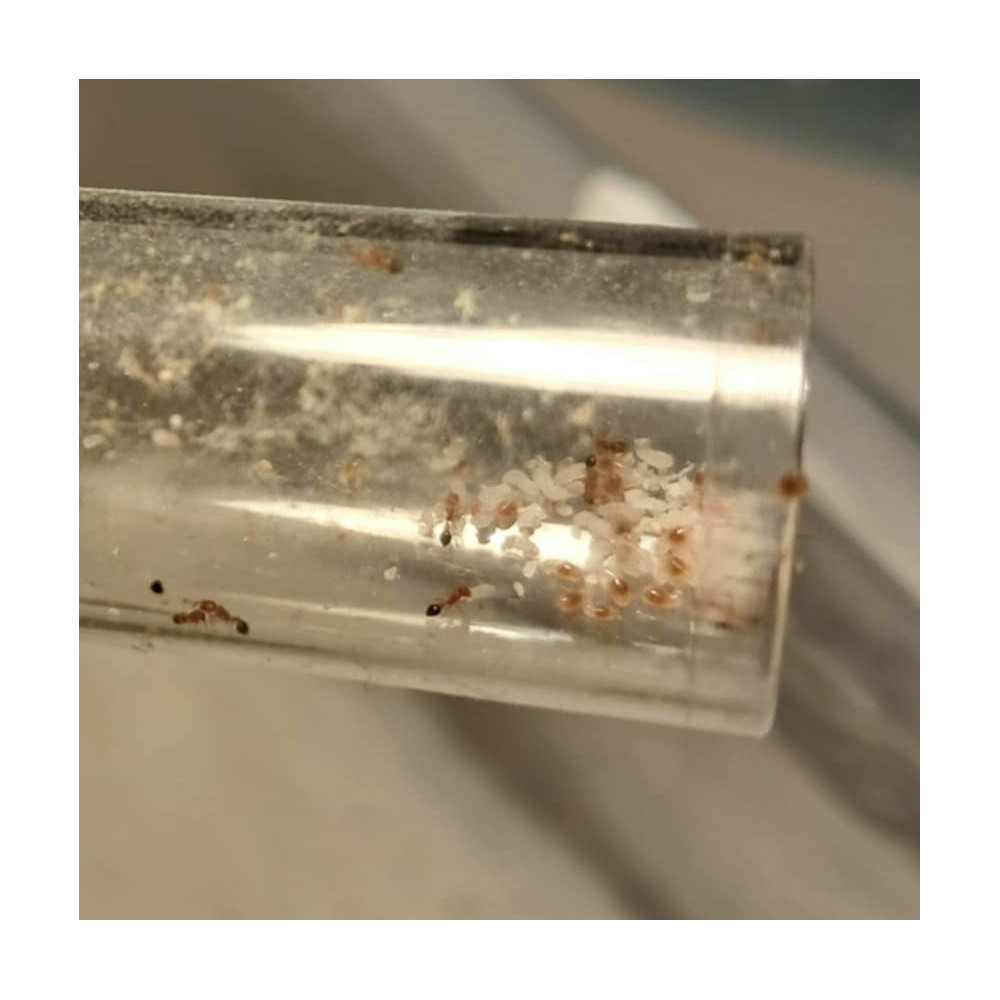 Cardiocondyla obscurior