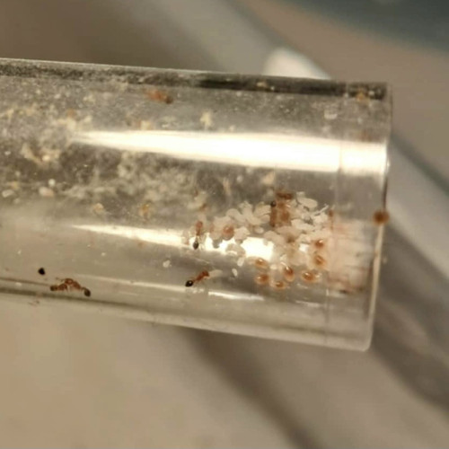 Cardiocondyla obscurior